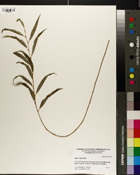 Salix x sepulcralis image