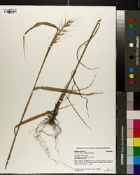 Elymus hystrix image