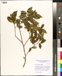 Camellia sasanqua image