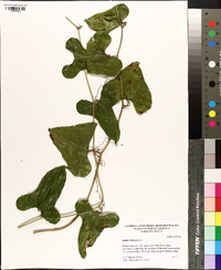 Smilax bona-nox image