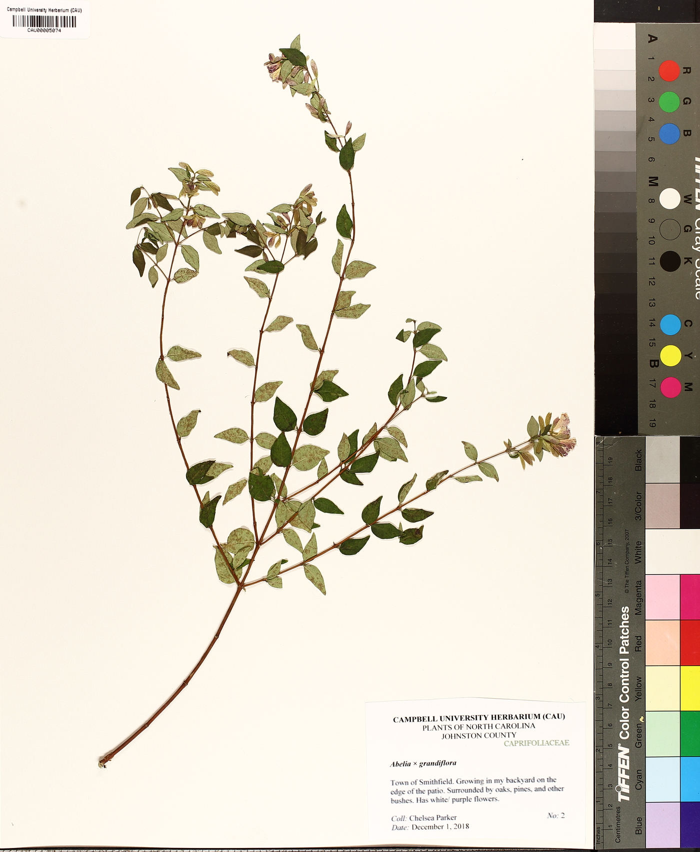 Abelia grandifolia image