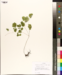 Thalictrum clavatum image