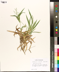 Panicum laxiflorum image