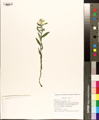 Lithospermum canescens image