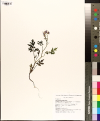 Phacelia bipinnatifida image