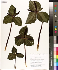 Trillium cuneatum image