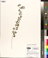 Lespedeza juncea image