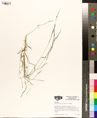 Muhlenbergia schreberi image