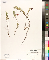 Vaccinium macrocarpon image