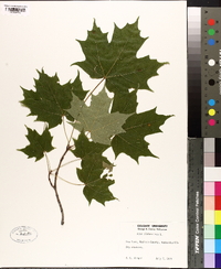 Acer platanoides image