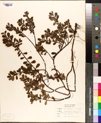 Arctostaphylos uva-ursi image