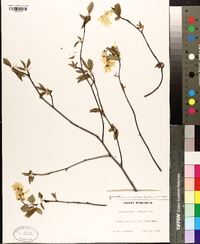 Amelanchier laevis image