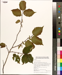 Corylus cornuta image