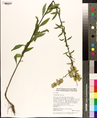 Solidago puberula image