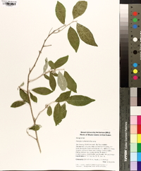 Elaeagnus umbellata image