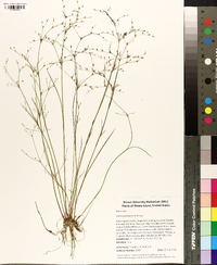 Juncus pelocarpus image