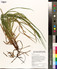 Carex polymorpha image