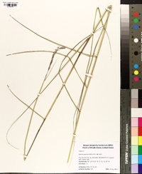 Spartina patens image