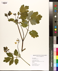 Chelidonium majus image