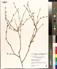 Corylopsis pauciflora image