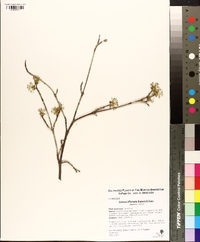 Cornus officinalis image