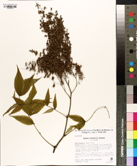 Sorbaria arborea image