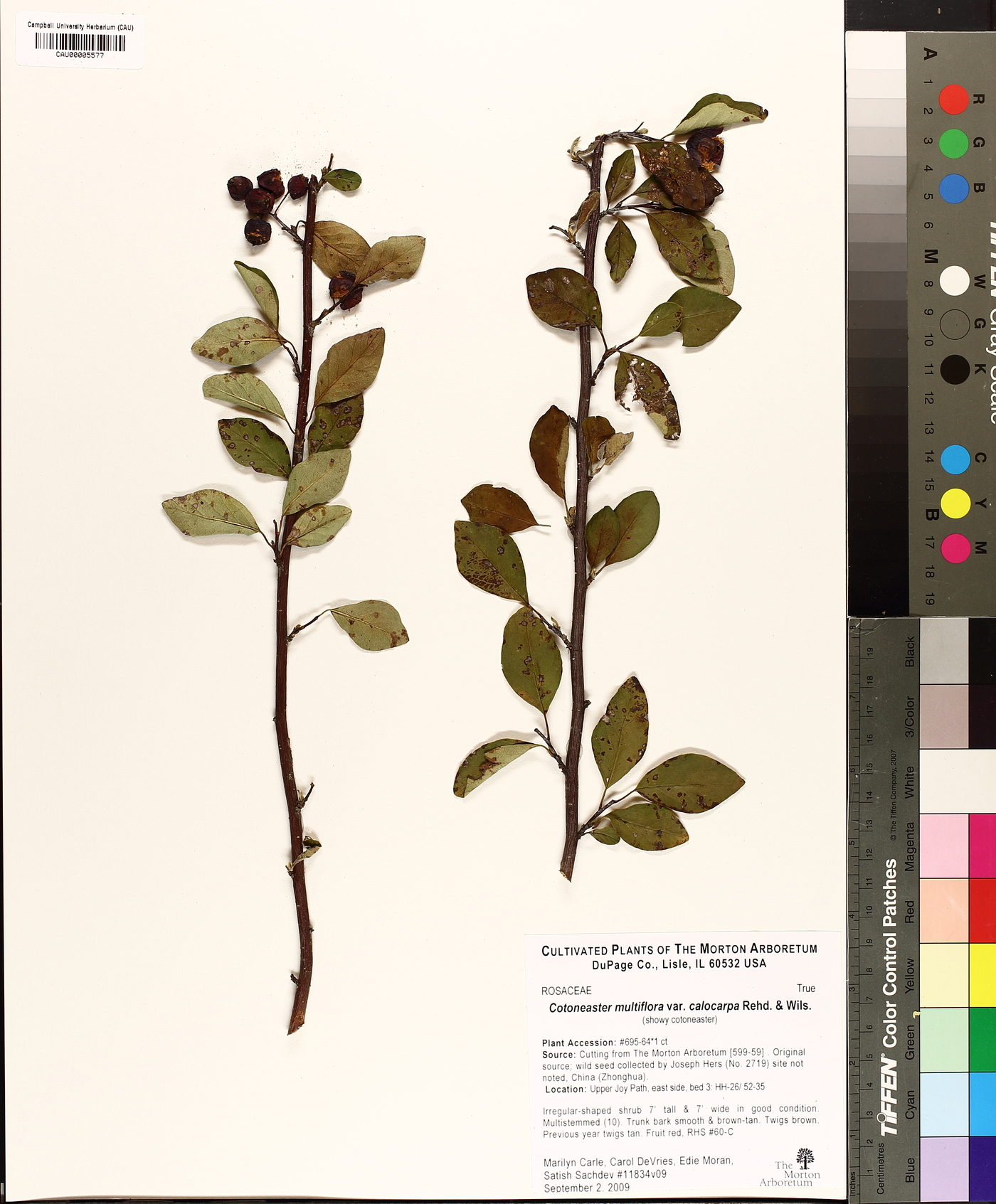 Cotoneaster multiflorus var. calocarpus image