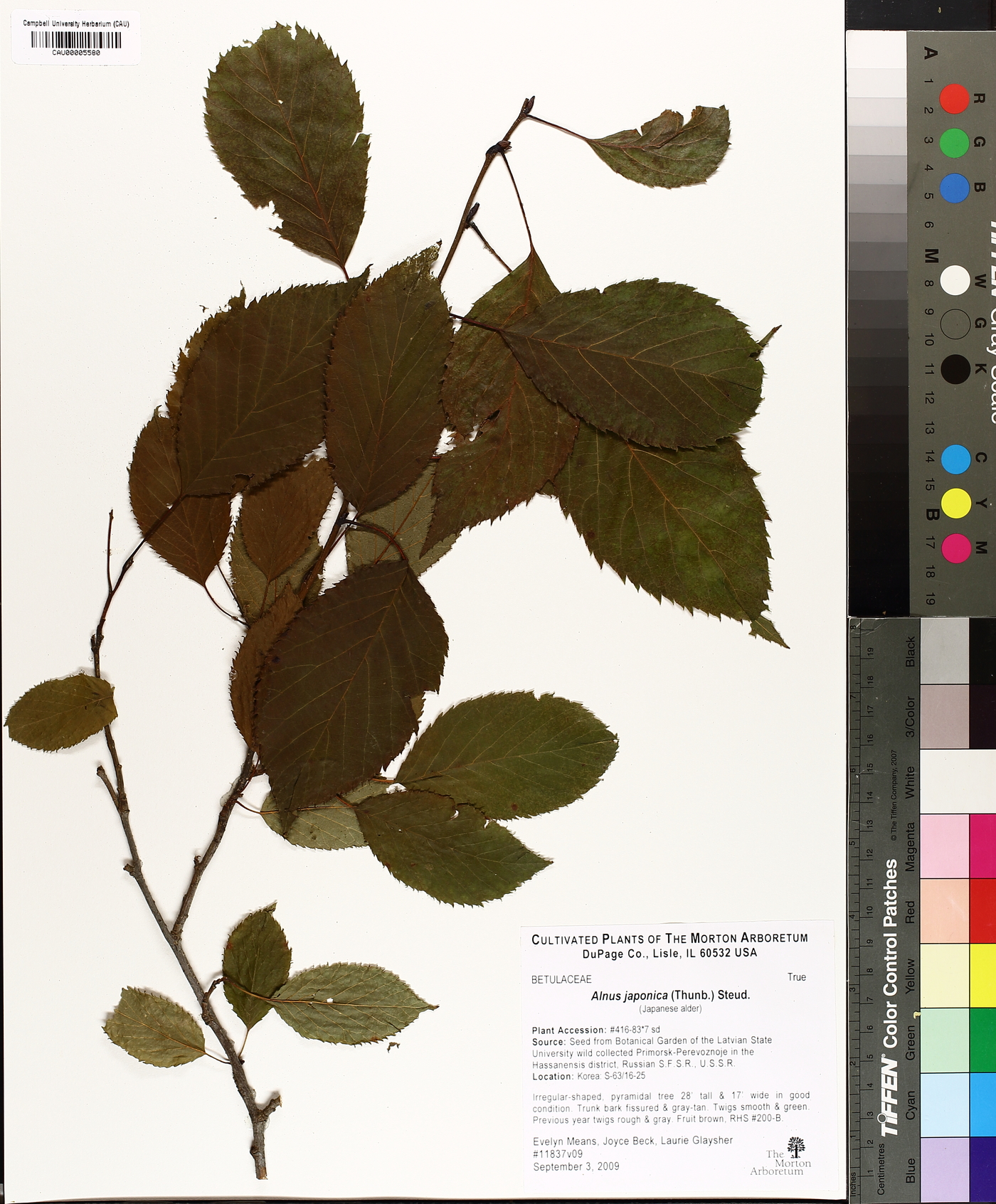 Alnus japonica image