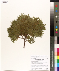 Thuja occidentalis image