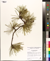 Pinus pungens image