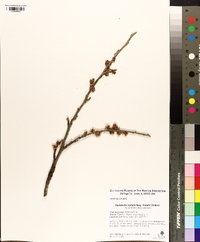 Hamamelis vernalis image