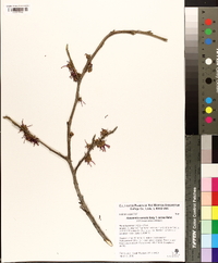 Hamamelis vernalis image