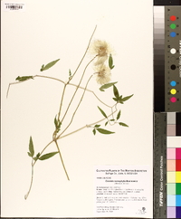 Clematis nannophylla image