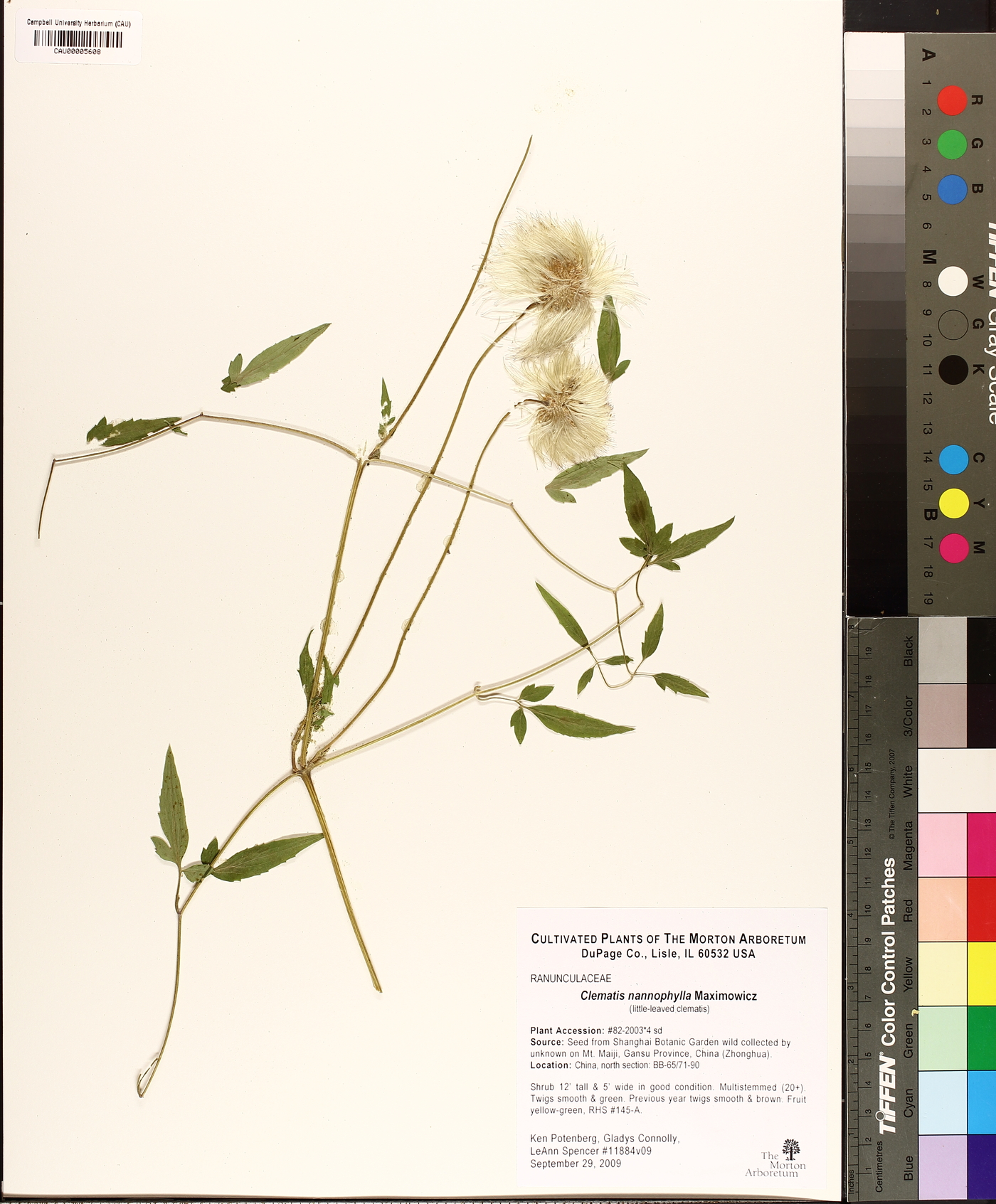 Clematis nannophylla image