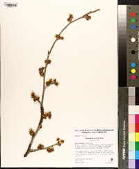 Hamamelis vernalis image