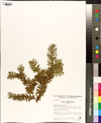 Taxus canadensis image