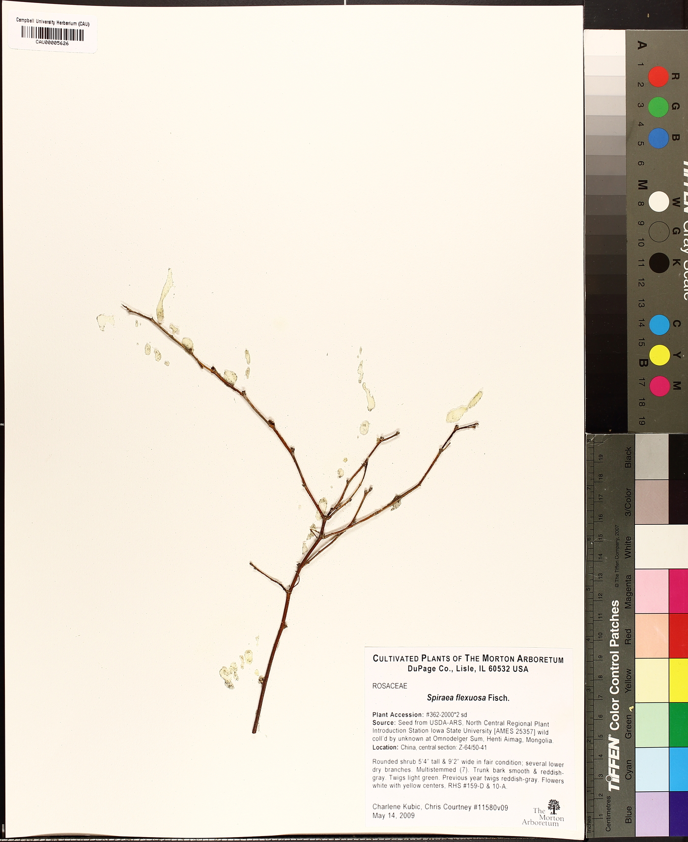 Spiraea flexuosa image