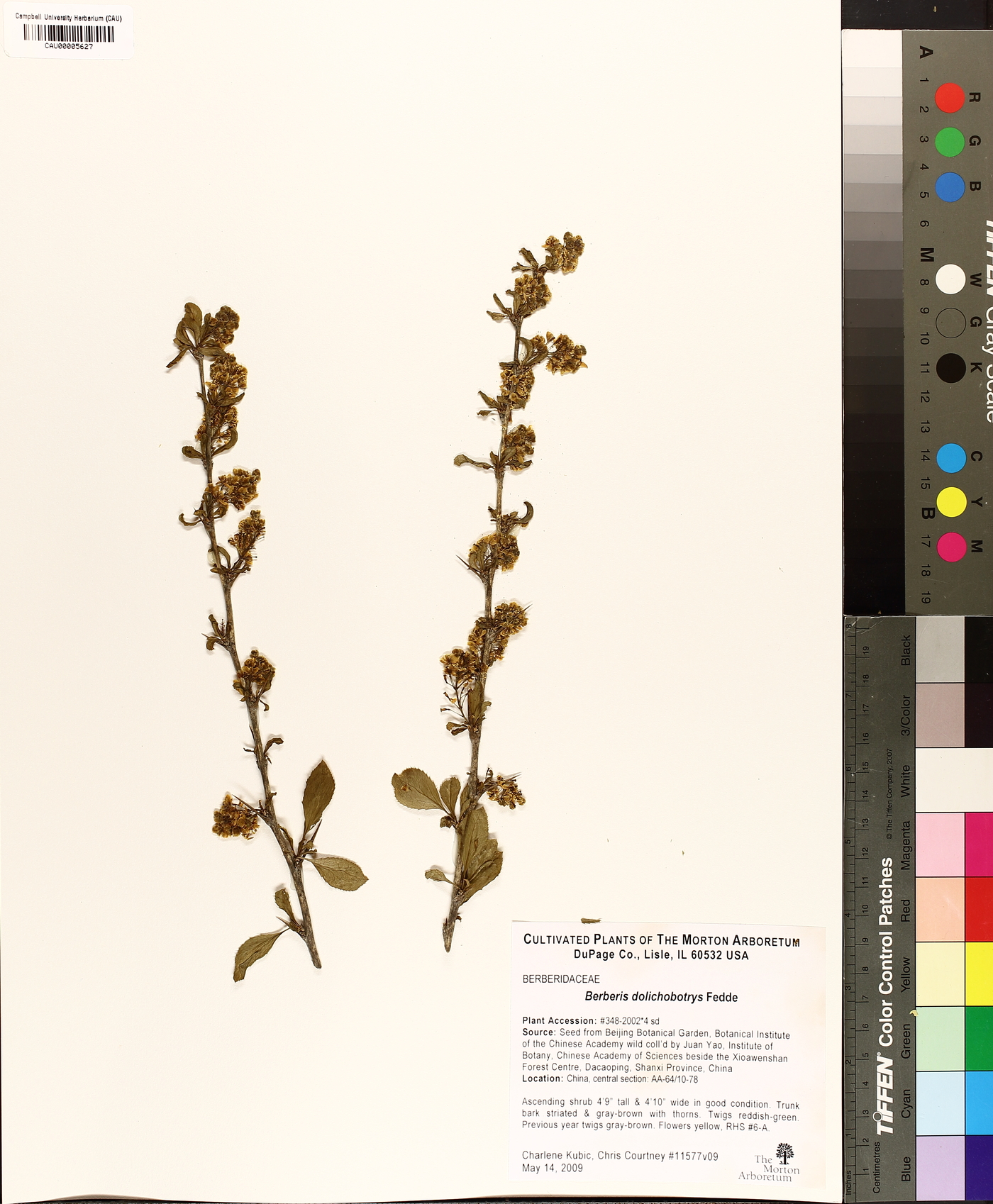 Berberis dolichobotrys image