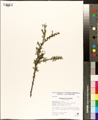 Caragana brevifolia image