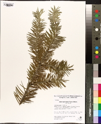 Abies nephrolepis image