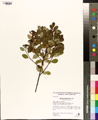 Spiraea betulifolia image