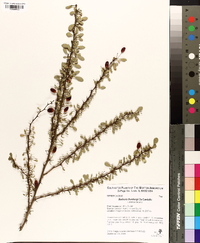 Berberis thunbergii image