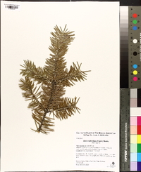 Abies nephrolepis image