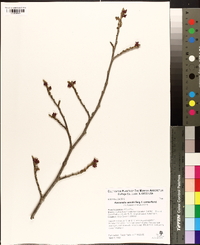 Hamamelis vernalis image