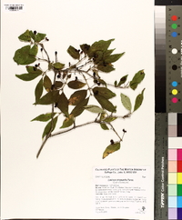 Lonicera chrysantha image