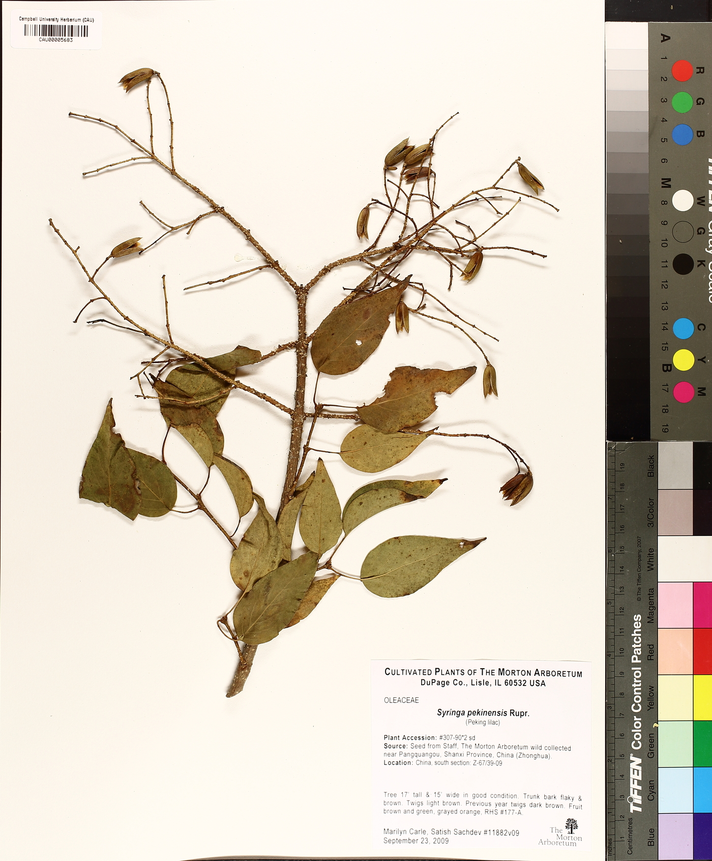 Syringa pekinensis image