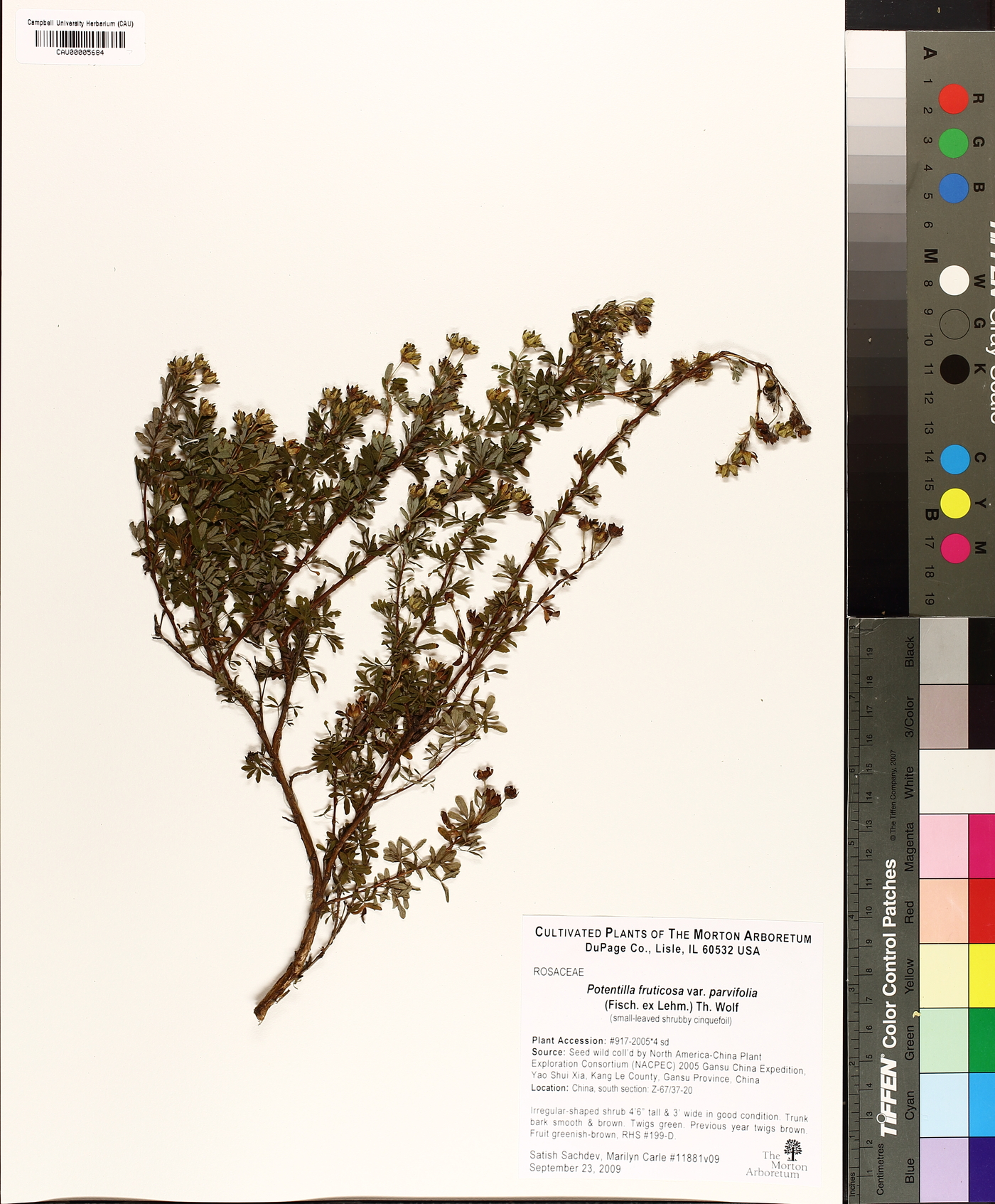 Dasiphora fruticosa var. fruticosa image