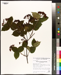 Viburnum rafinesqueanum image