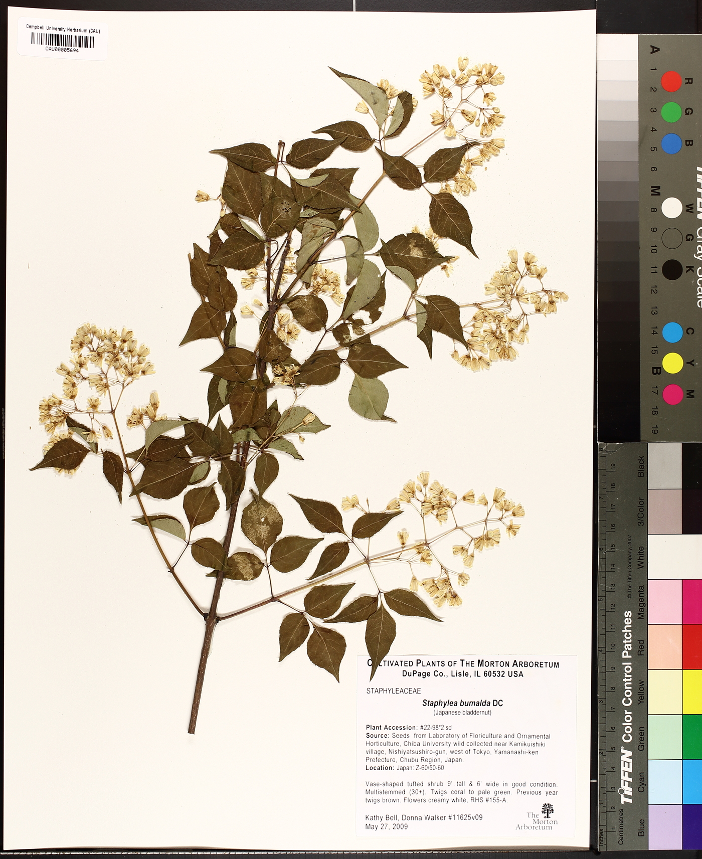 Staphylea bumalda image