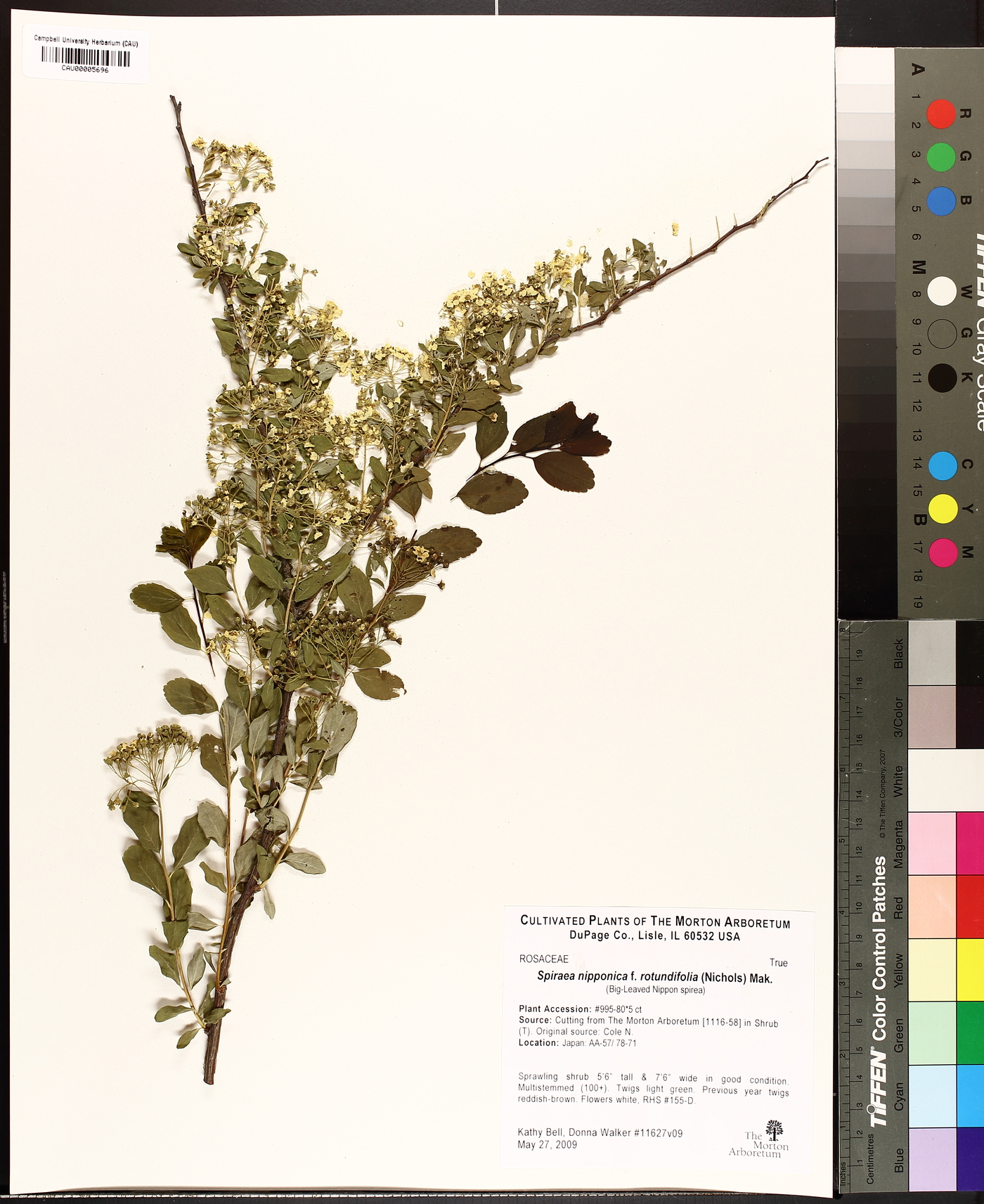 Spiraea nipponica image